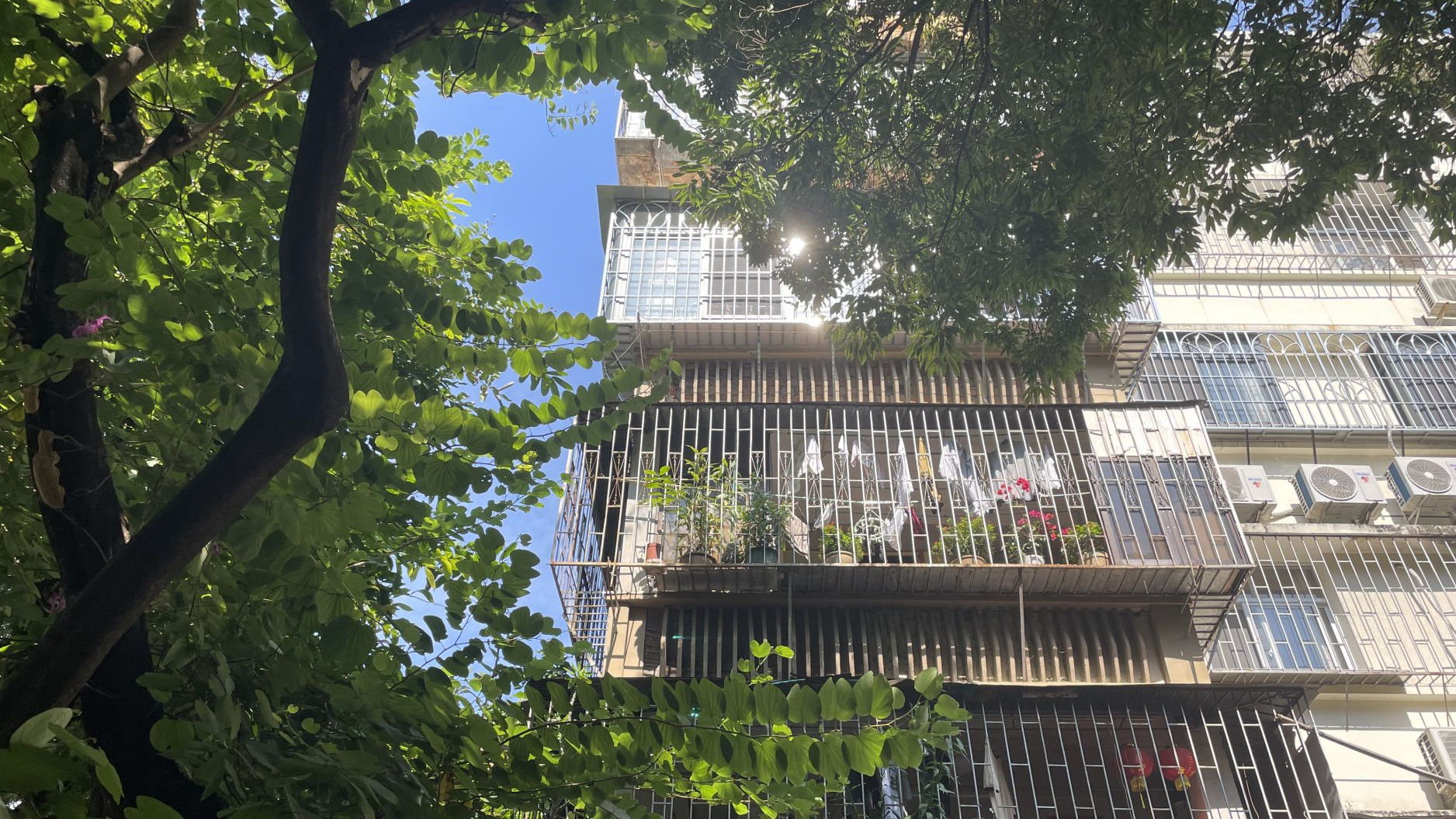 极速真探 | 树根竟爬进5楼天花板！这种树深圳很常见，会“咬”坏墙体
