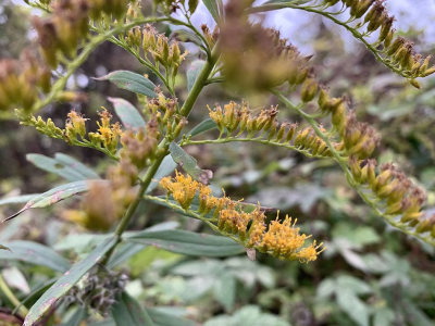 成都温江又现入侵植物“加拿大一支黄花”，全市已发现多处