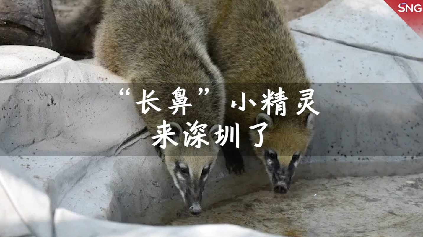 深圳野生动物园首次展出南浣熊