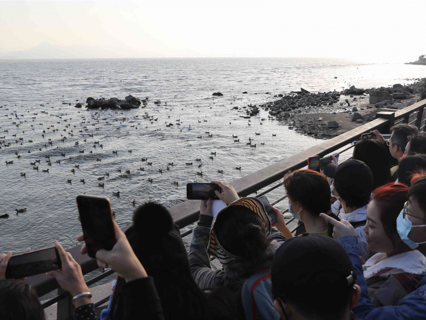 最佳观鸟季：深圳湾畔候鸟翔集人海和谐