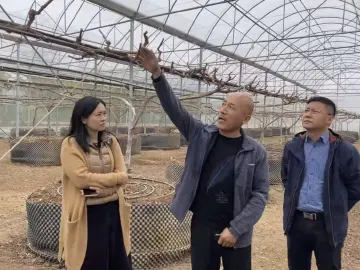 “圳帮扶”助力汕头河溪镇乡村振兴，海吉星公司领导实地调研出实招