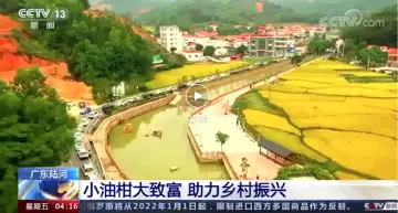央视报道！小油柑大致富，深圳坪山落实乡村振兴出实效