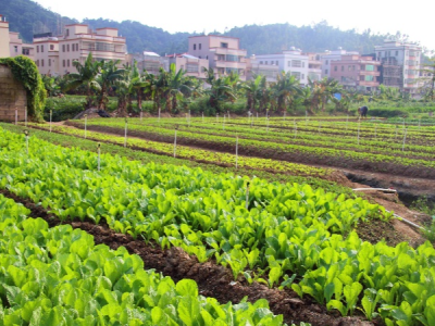 党建引领乡村振兴！深圳对口帮扶打造湖东村绿色蔬菜产业示范带