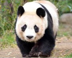 旅日大熊猫“旦旦”回国时间再延长 暂定延至2022年底