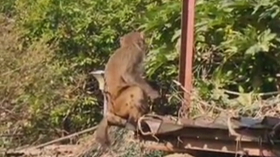 猴子多次闯入深圳民居，专家提醒别喂食