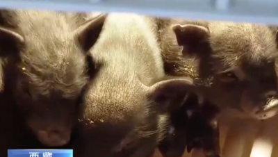 超萌！西藏首例克隆藏猪产下9只猪宝宝