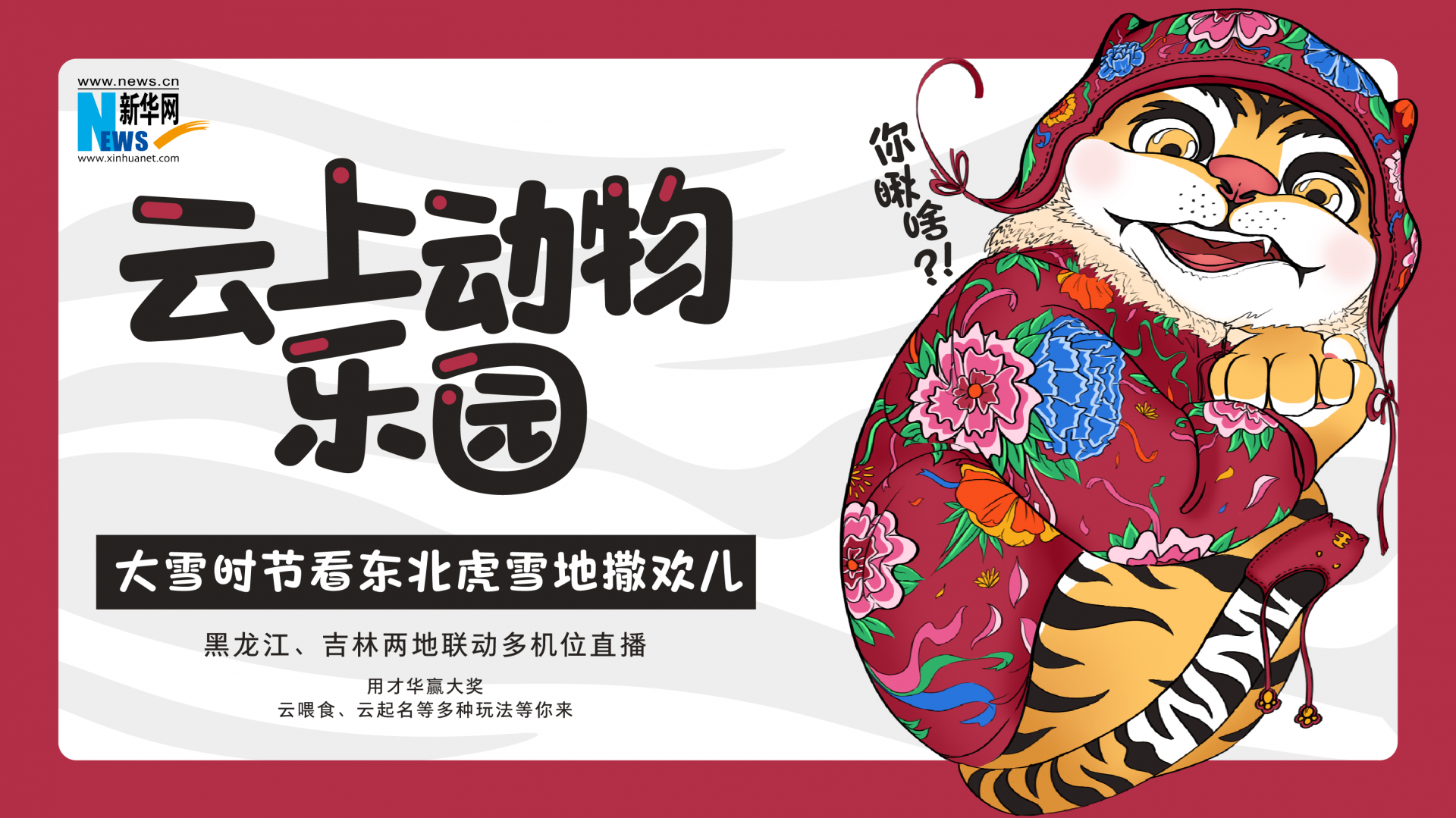 直播 | 大雪时节，看东北虎雪地撒欢儿