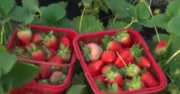 西安莓农因出血热谣言收入锐减
