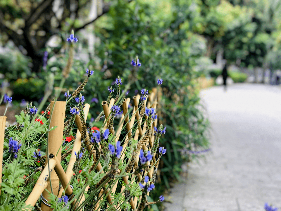 個花園……深圳逐漸成為了一座被鮮花包圍的城市,一座四季花開的城市