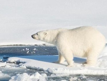 外媒：联合国确认去年北极地区最高温达38摄氏度，创新高