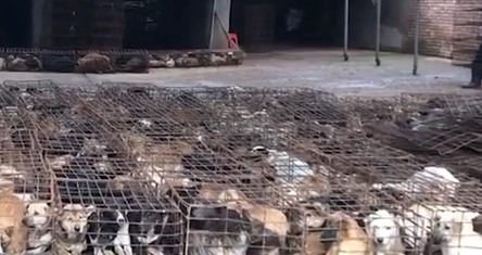 动保志愿者跟踪运狗车被打断肋骨