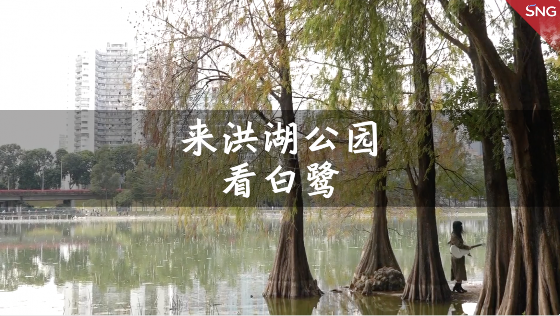 来洪湖公园看白鹭