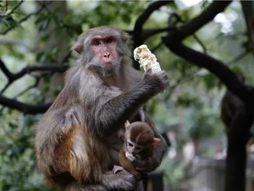 贵阳黔灵山公园对猕猴分流：数量严重超过生态环境承载量