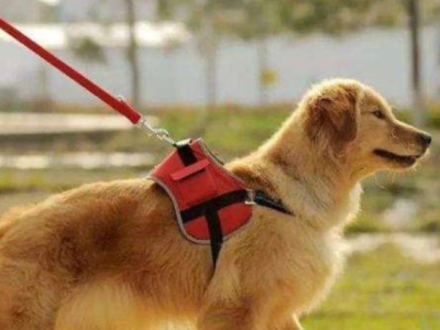 深圳养犬新规实施一周年 让养犬再文明一点