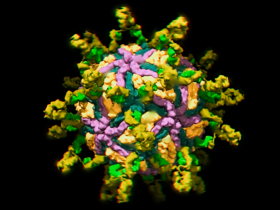 找到对抗黄病毒的“潜力股”！《细胞》最新成果为疫苗优化设计带来“解题法”