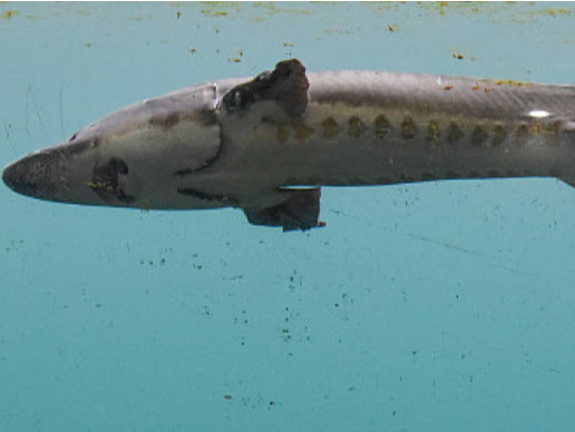 By 2025, the conservation of Chinese sturgeon and other rare and endangered species will achieve phased results