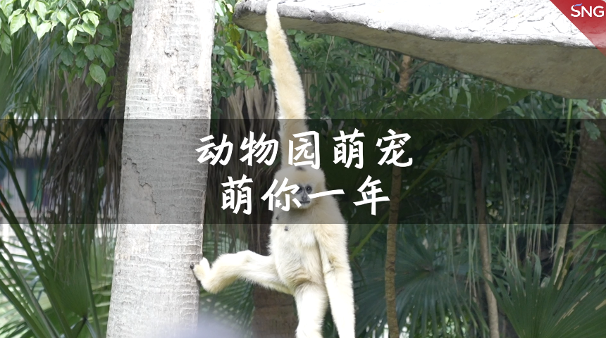 动物园萌宠萌你一年