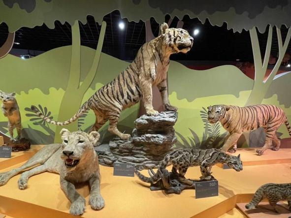 浙江推出“虎年识虎”生肖展 展出多件标本和古化石