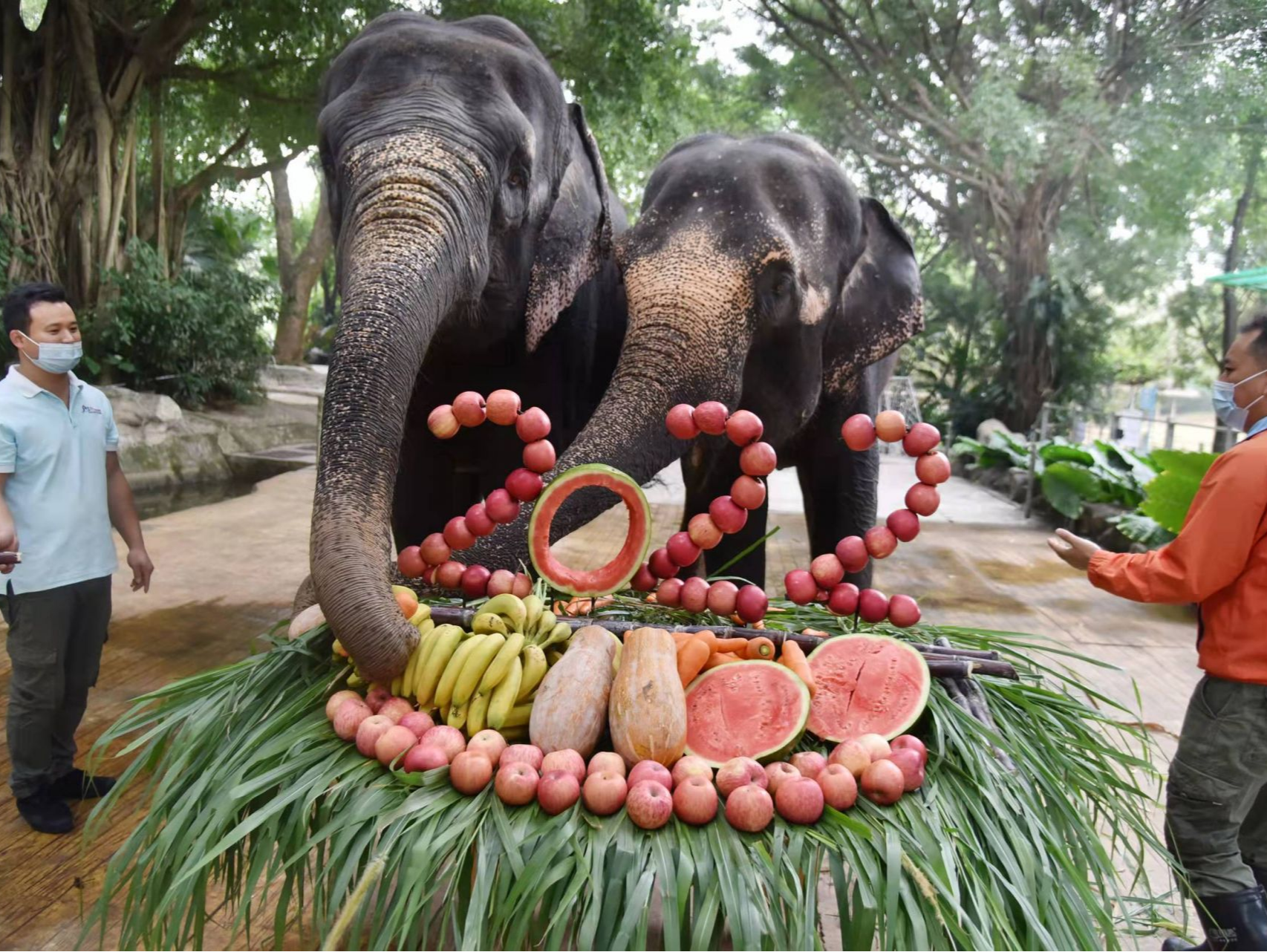 开饭！深圳野生动物园大象享受“2022新年大餐”  