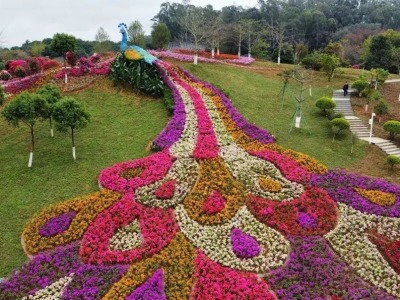 东莞植物园簕杜鹃园春节将开放，新增200个停车位