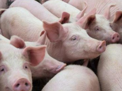 国家发改委：猪粮比价进入过度下跌三级预警区间