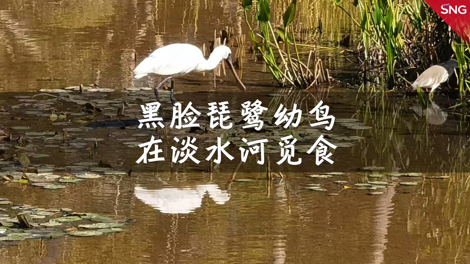 黑脸琵鹭首次现身深圳淡水湖