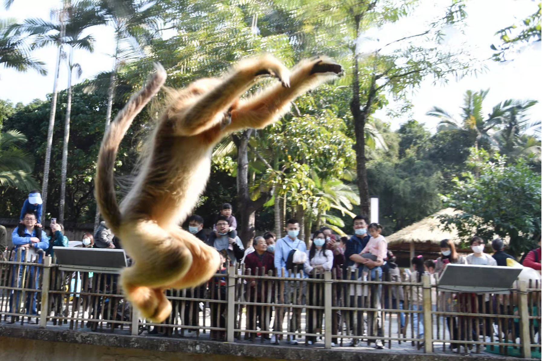 深圳野生动物园小动物萌态十足受游客喜爱