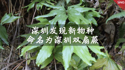 深圳双扇蕨成为第10个以深圳命名的新发现植物物种