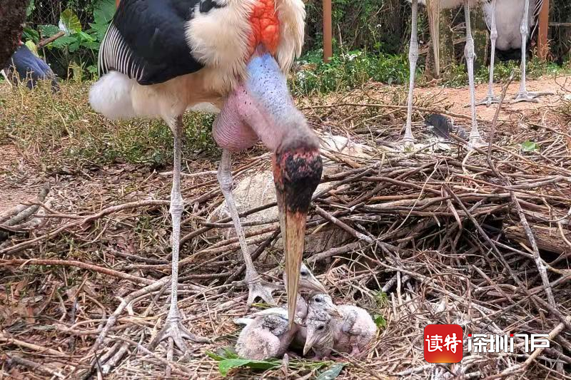 深圳野生动物园非洲秃鹳添丁进口