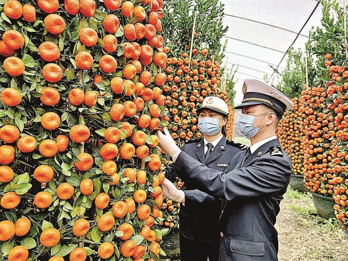 宝安今年计划出口16万株年花年桔