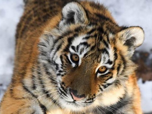 2022年全球老虎数量翻番，人类应对保护挑战