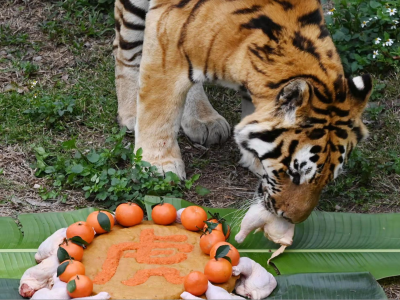 “年夜饭”安排上了！除夕这天，深圳野生动物园给老虎们加鸡腿