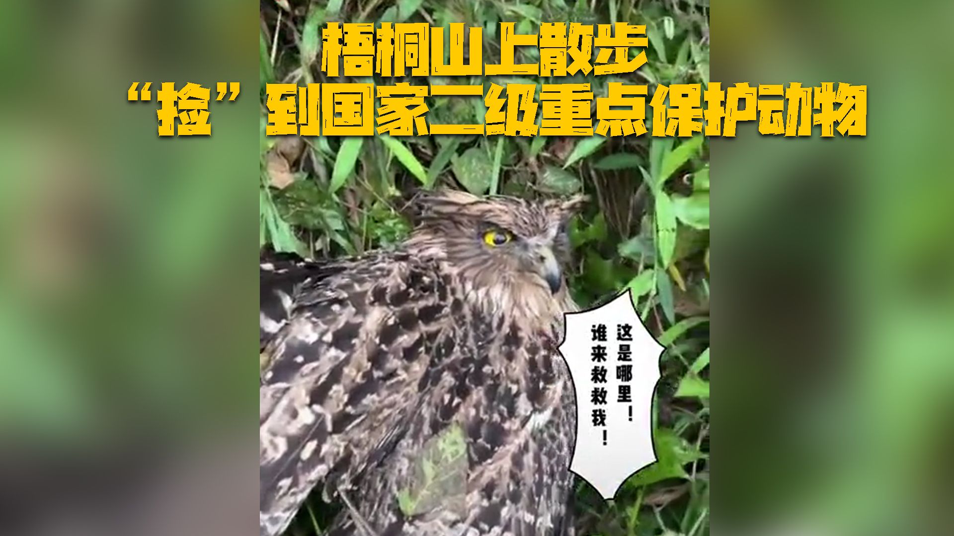 深圳梧桐山上“捡”到呆萌猛禽，你认识吗？
