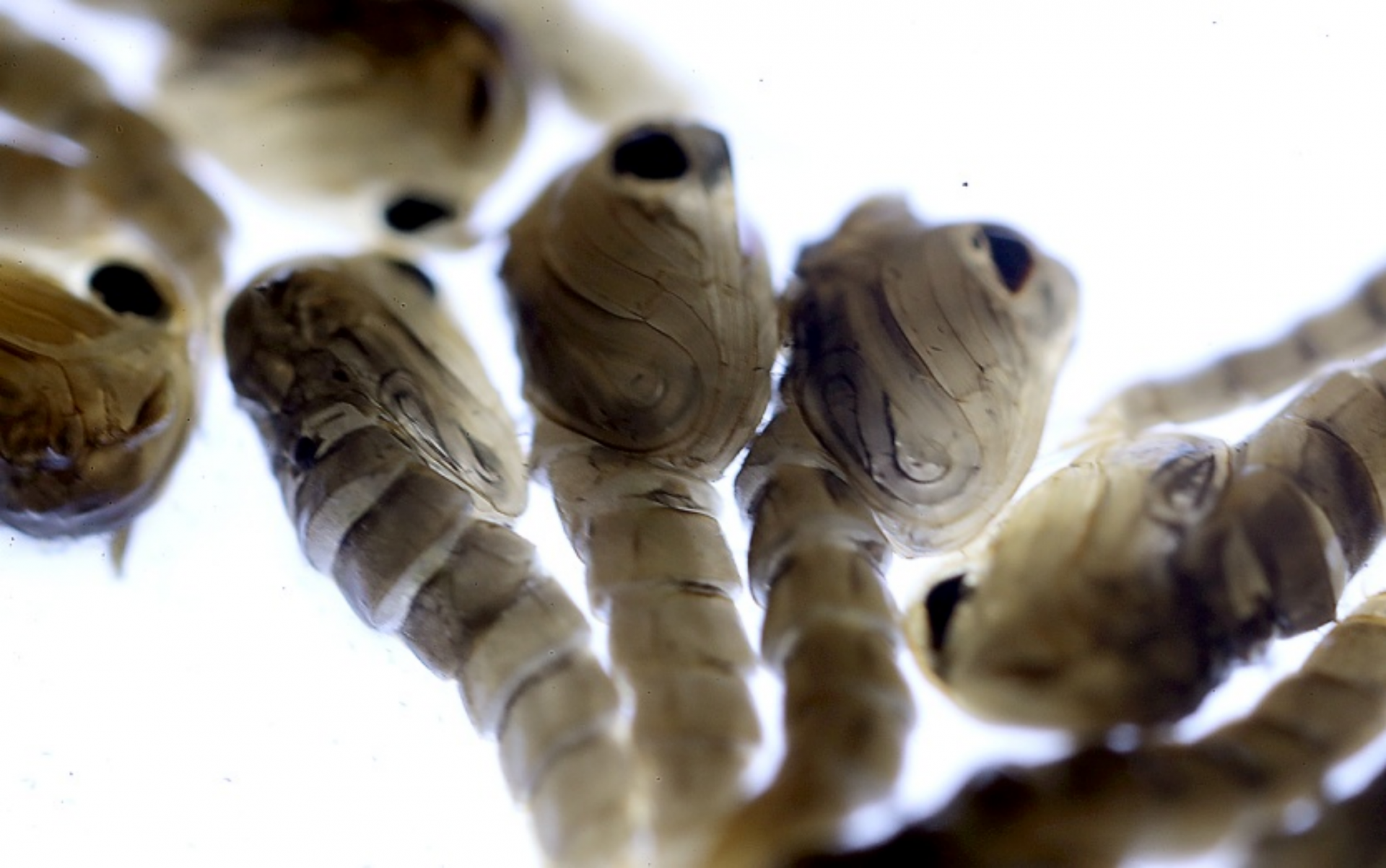 生产绝育蚊子的第三步:分离雌雄蚊蛹幼虫经过多次蜕皮发育变成蚊蛹