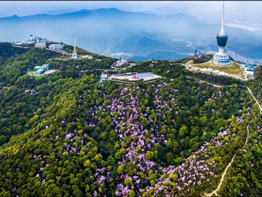 深圳全面推行林长制，打造美丽中国典范