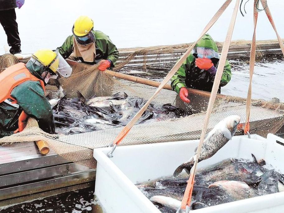 海关总署：加强台湾地区输大陆活鱼检验检疫