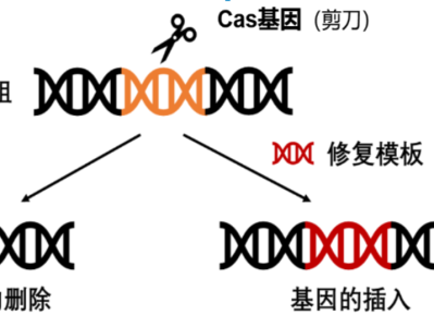 深圳科研人员开发出流程化、更高效的基因编辑工具
