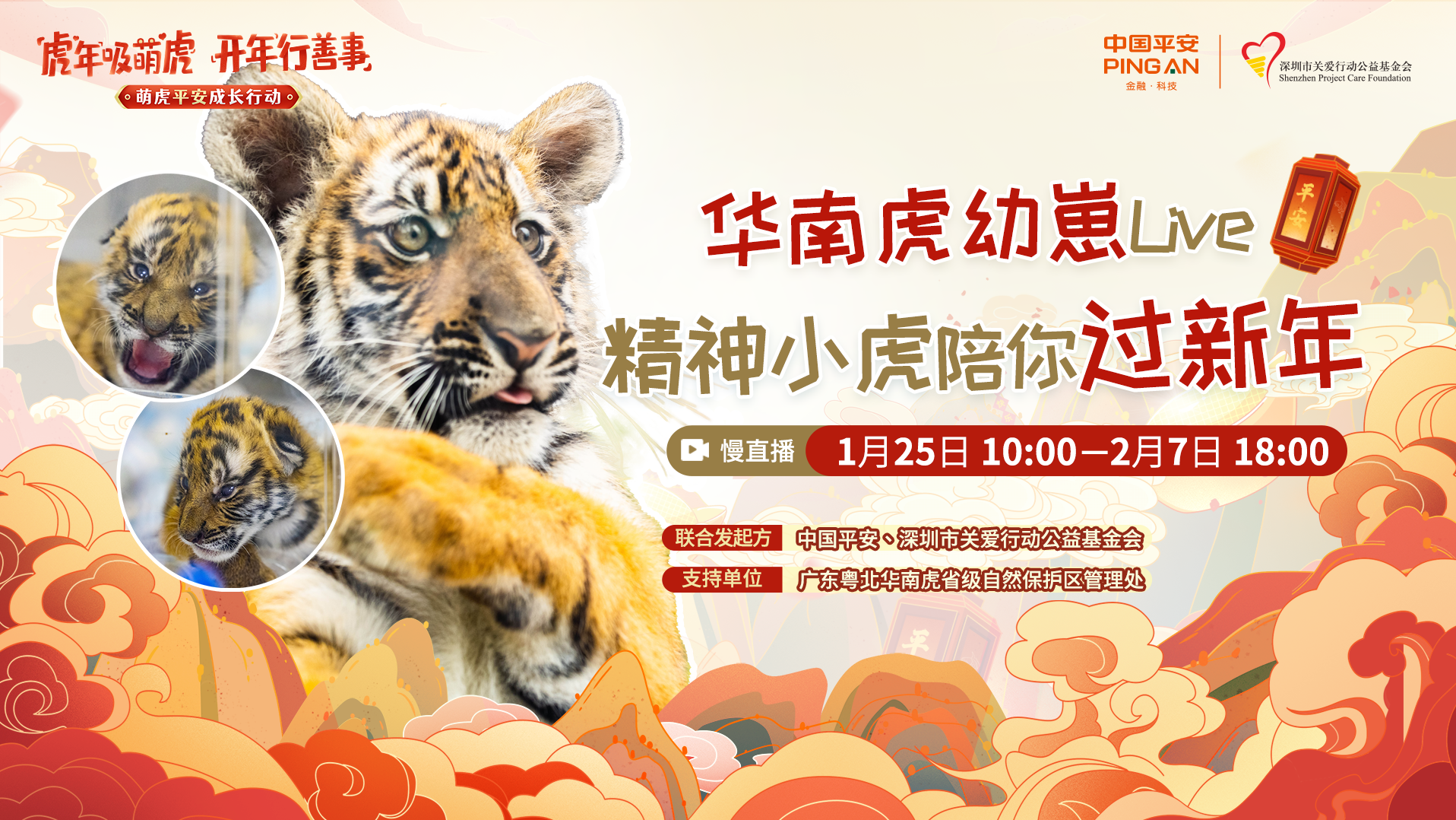 直播吸萌虎｜珍稀华南虎宝宝陪你过新年！