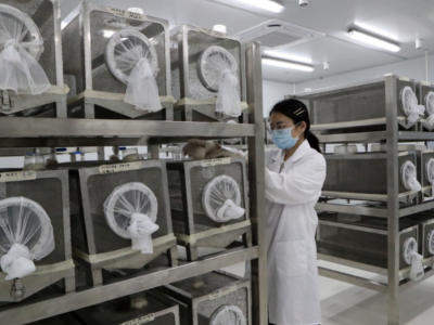 东莞有家“蚊子工厂”：用核技术给蚊子做“绝育手术”