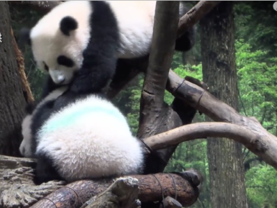旅日双胞胎熊猫将同游客见面：抽签入场，300多人中1人
