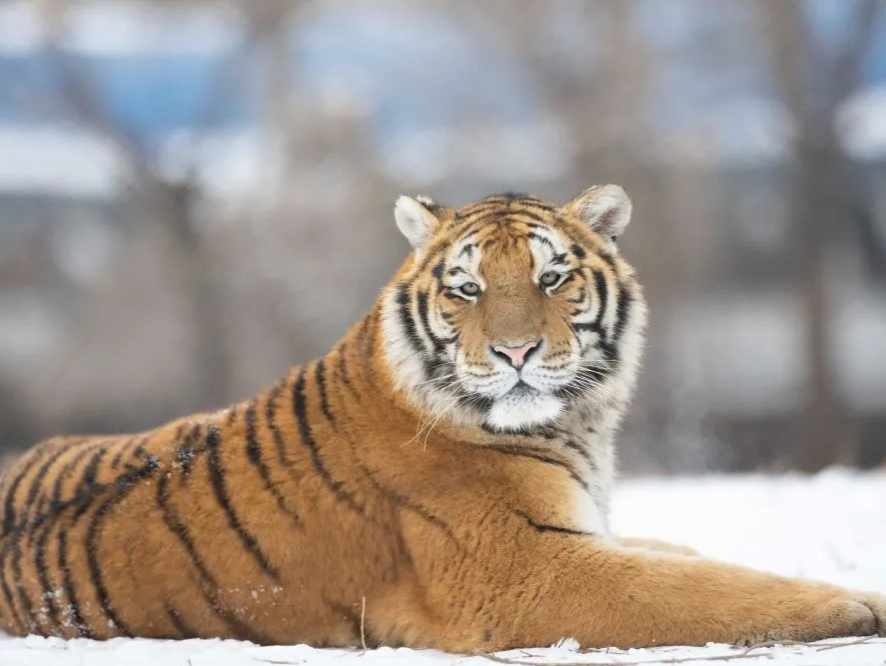 数量最多的虎、个头最大的虎……都是什么虎？