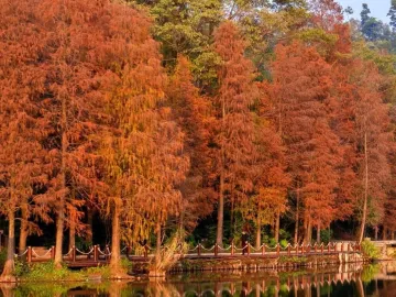 罗湖美景 | 落羽杉红了，一起走进“童话世界”
