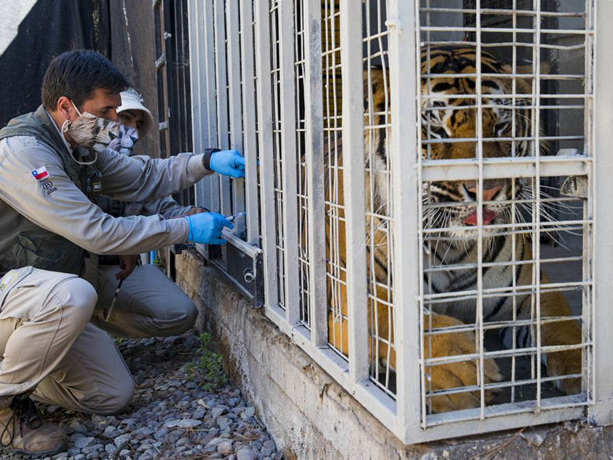 智利一动物园老虎猩猩等10头动物接种新冠疫苗，属拉美首次