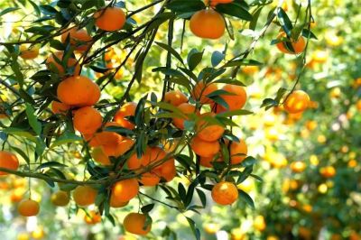 河源多方联动助力紫金销售优质柑橘