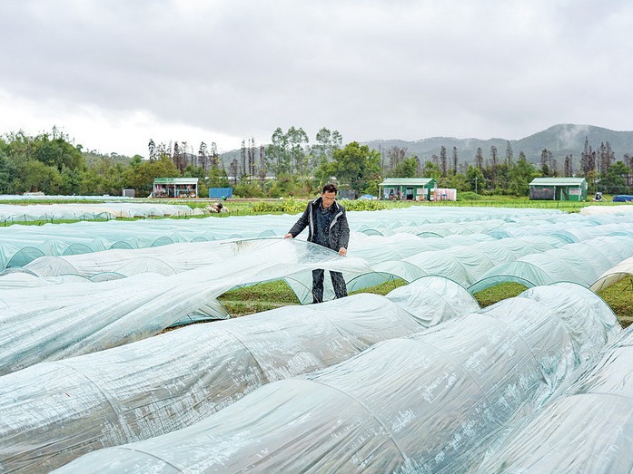 肇庆种植大户给蔬菜加“衣”防寒