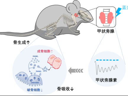 用“光”调控甲状旁腺素，改善骨丢失 科研人员提出内分泌疾病干预新策略