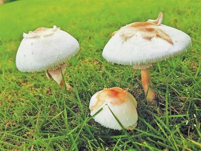 深圳野生蘑菇进入生长旺盛期 疾控专家：不采摘、购买和食用野生蘑菇