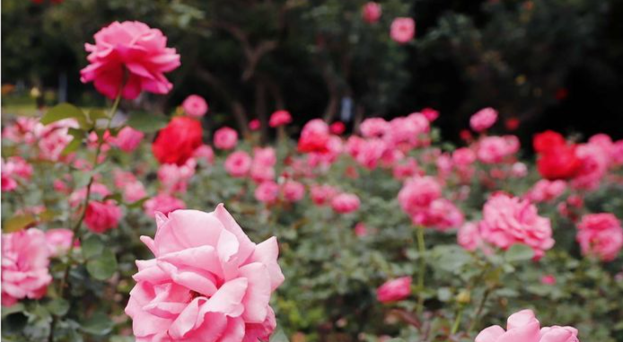 月季：我与玫瑰，谁代表爱情？｜100%深圳·花漾鹏城⑧