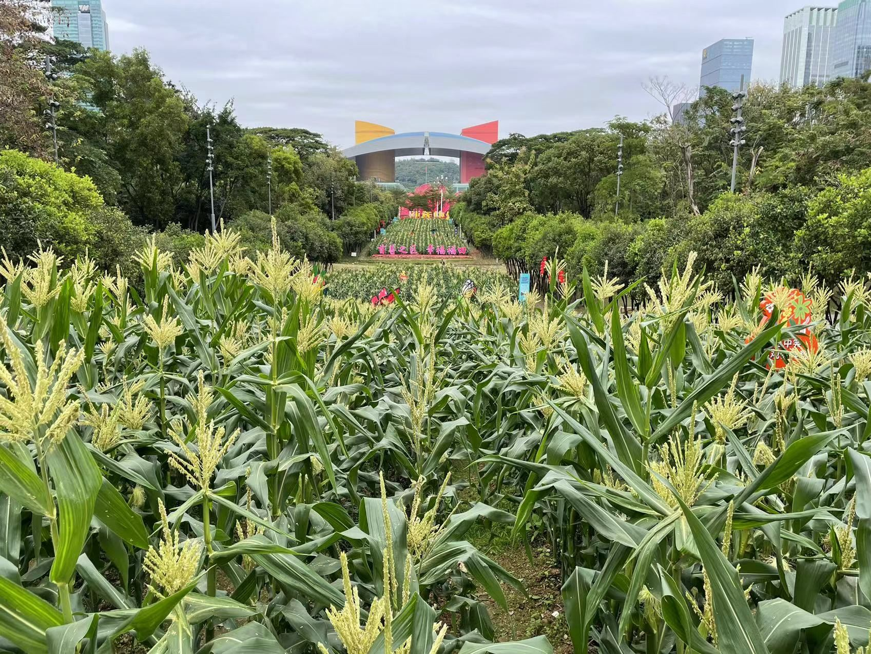 深圳CBD3000平米花田变身玉米地，市民游客“打卡点赞”