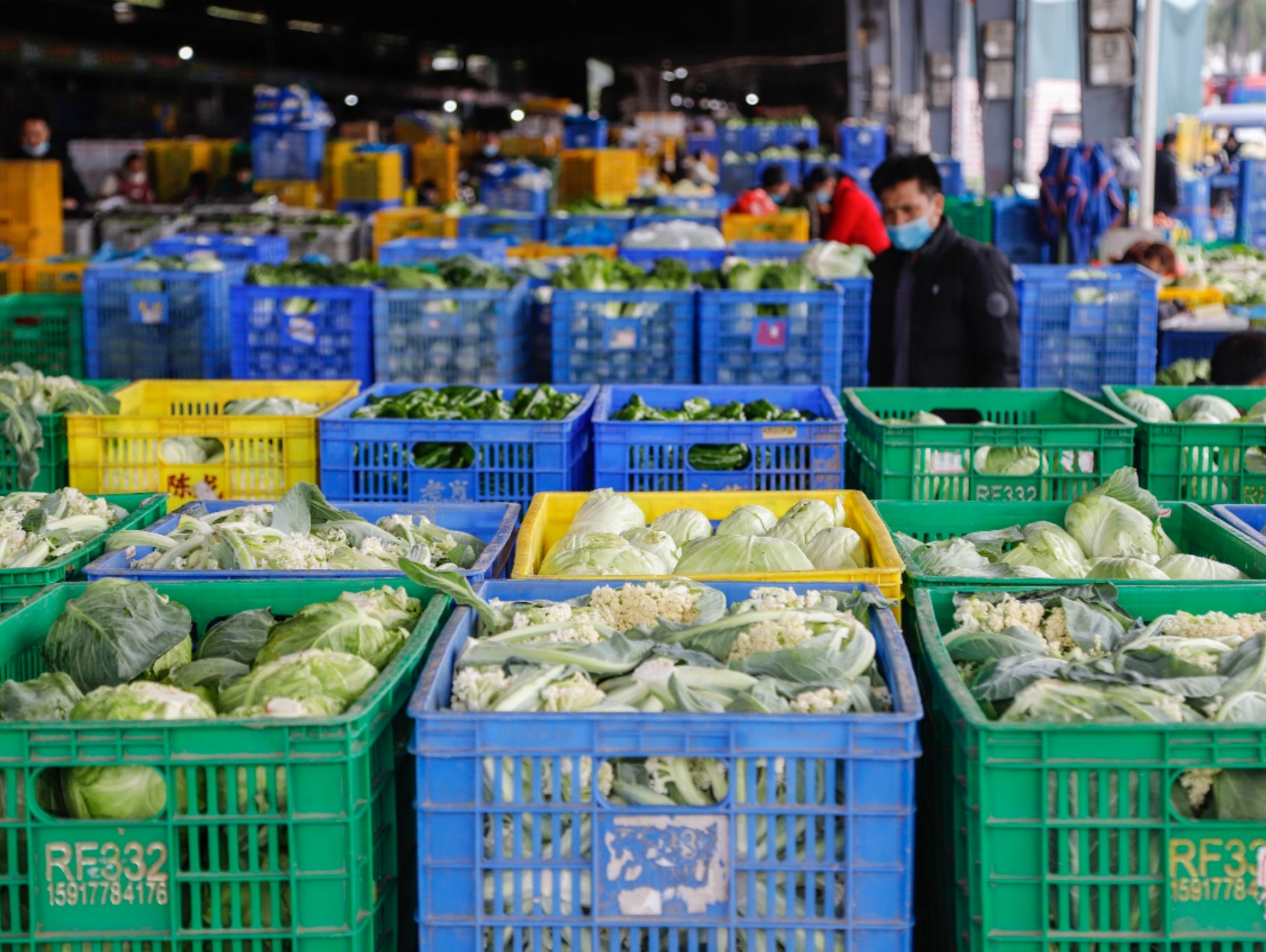 全力保障深港两地“菜篮子”供应！深圳海吉星蔬菜日均来货量超5000吨 